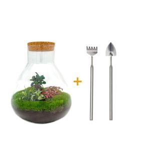 Bouw je eigen Zelfvoorzienende Biotoop / mini-ecosysteem - Botanical Sam XL -  ↕ 35 cm met hark en schep