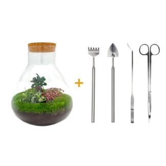 Bouw je eigen Zelfvoorzienende Biotoop / mini-ecosysteem - Botanical Sam XL -  ↕ 35 cm met hark, schep en pincet
