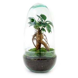 Bonsai in een Glazen Ei - Biotoop - ↕ 25 cm