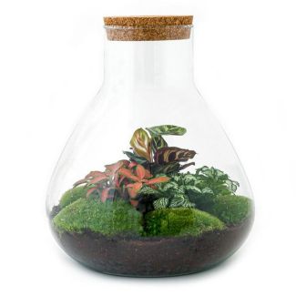 DIY terrarium - Sam XL Rood - ↕ 35 cm - Normal