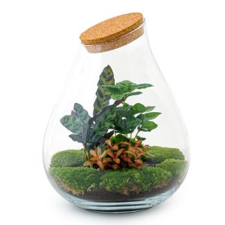 DIY terrarium - Drop XL Rood - ↕ 37 cm - Rake + Shovel