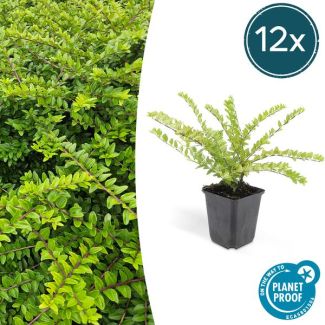 12x Buxuskamperfoelie, Lonicera nitida  maygruen - ↕10-25cm - Ø9cm struikkamperfoelie ,natuurlijk gekweekt
