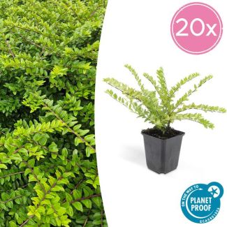 20x Buxuskamperfoelie, Lonicera nitida  maygruen - ↕10-25cm - Ø9cm struikkamperfoelie ,natuurlijk gekweekt