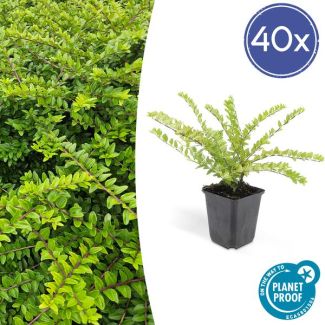40x Buxuskamperfoelie, Lonicera nitida  maygruen - ↕10-25cm - Ø9cm struikkamperfoelie ,natuurlijk gekweekt