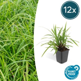 12x Japanse zegge'Irish Green'  Carex morrowii, onderhoudsvriendelijke buitenplant