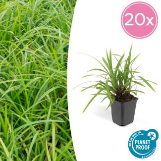 20x Japanse zegge'Irish Green'  Carex morrowii, onderhoudsvriendelijke buitenplant