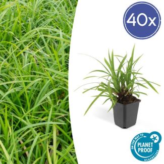 40x Japanse zegge'Irish Green'  Carex morrowii, onderhoudsvriendelijke buitenplant