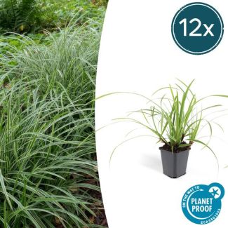 12x Japanse zegge (Carex morrowi Ice Dance), simpele bodembedekker