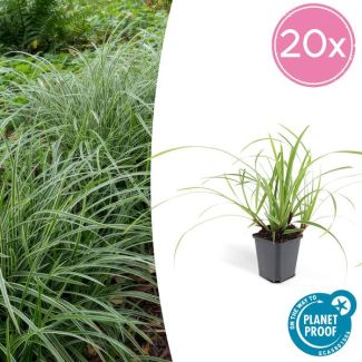12x Japanse zegge (Carex morrowi Ice Dance), simpele bodembedekker