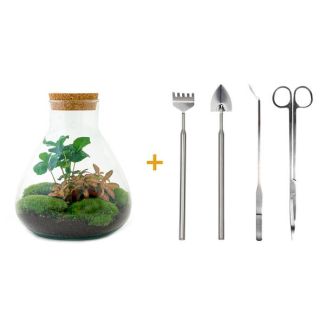 DIY terrarium - Sammie Coffea - ↕ 27 cm - Normal 