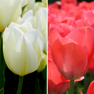 30 Purissima en Van Eijk-tulpen bollen, mooie mix van deze 2 soorten tulpen