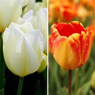 15 geeltinten en 15 witte tulpen | 30  Nadine s Happiness bloembollen