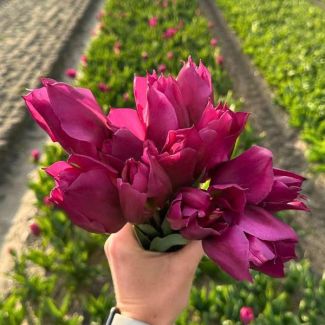 Set van 15 bollen voor Gomera tulp - 15 Tulpenbollen voor paarse tulpen