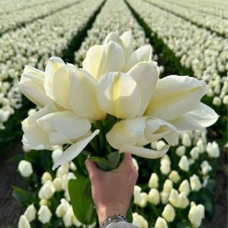 15x Bloembol Tulp - 15 Witte tulpen met hoogte van 40 cm - 15 tulpenbollen