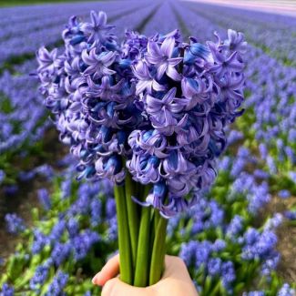 Hyacint Delfts Blauw Bloembol x10 - Blauwe hyacint bloembollen - Maat 14/15