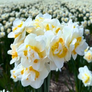 10 Maal bloembollen van de Salou Narcis | Wit gele Narcis | Maximale hoogte van 40 cm