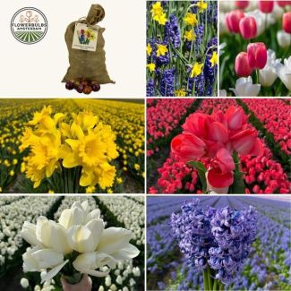 100  bloembollen van tulpen, narcissen en hyacinten - zorgvuldig geselecteerd voor 2,5 m² bloemenpracht