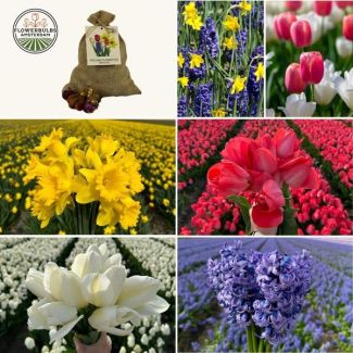 50  bloembollen van tulpen, narcissen en hyacinten - zorgvuldig geselecteerd voor 2,5 m² bloemenpracht