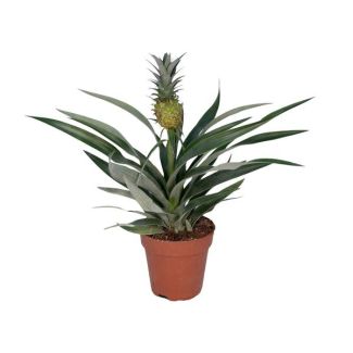 Ananas plant