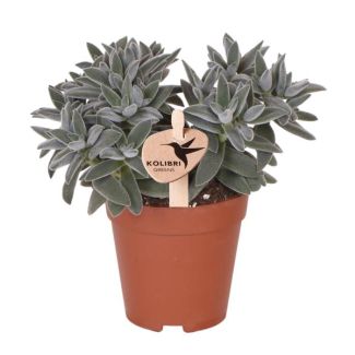 Groene Plant, Succulent Tarantula, Vetplant, Kleur Groen/Grijs, Weinig Onderhoud,  Ø9cm