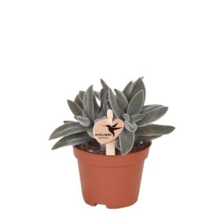 Groene Plant, Succulent Tarantula, Vetplant, Kleur Groen/Grijs, Weinig Onderhoud,  Ø6cm