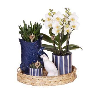 Tip! Gift set, Plantenset Mediterranean Sunset ,Witte Orchidee Lausanne Ø9cm, Groene Succulent Ø6cm, Keramieken Blauw/Witte Sierpotten ,Rotan Diendblad , Mediterrane Uitstraling