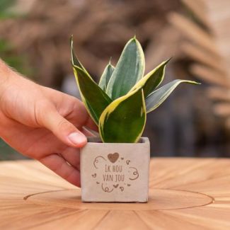 Een  Stenenpotje met Tekst "Ik hou van jou"met een Sansevieria plantje erin,, Kado-Tip, Sint-Tip, Kerstgeschenk, Collega,  15 cm - Ø7.5cm