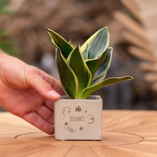 Een  Stenenpotje met Tekst "Bedankt"met een Sansevieria plantje erin,, Kado-Tip, Sint-Tip, Kerstgeschenk, Collega,  15 cm - Ø7.5cm