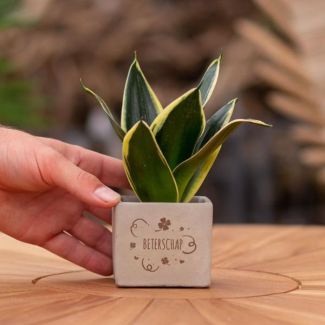 Een  Stenenpotje met Tekst "Beterschap"met een Sansevieria plantje erin,, Kado-Tip, Sint-Tip, Kerstgeschenk, Collega,  15 cm - Ø7.5cm