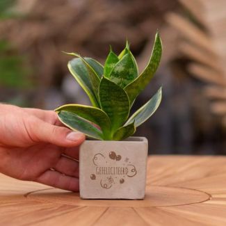 Een  Stenenpotje met Tekst "Gefeliciteerd"met een Sansevieria plantje erin,, Kado-Tip, Sint-Tip, Kerstgeschenk, Collega,  15 cm - Ø7.5cm