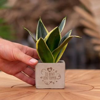 Een  Stenenpotje met Tekst "Jij bent een topper"met een Sansevieria plantje erin,, Kado-Tip, Sint-Tip, Kerstgeschenk, Collega,  15 cm - Ø7.5cm