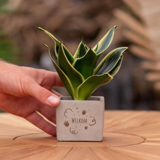 Een  Stenenpotje met Tekst "Welkom" met een Sansevieria plantje erin,, Kado-Tip, Sint-Tip, Kerstgeschenk, Collega,  15 cm - Ø7.5cm