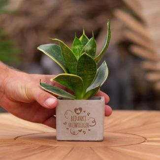 Een  Stenenpotje met Tekst "Bedankt vrijwilliger"met een Sansevieria plantje erin,, Kado-Tip, Sint-Tip, Kerstgeschenk, Collega,  15 cm - Ø7.5cm