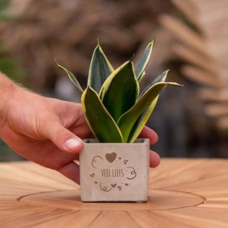 Een  Stenenpotje met Tekst "Veel liefs"met een Sansevieria plantje erin,, Kado-Tip, Sint-Tip, Kerstgeschenk, Collega,  15 cm - Ø7.5cm