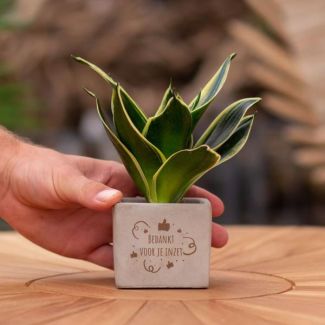 Een  Stenenpotje met Tekst "Bedankt voor je inzet"met een Sansevieria plantje erin,, Kado-Tip, Sint-Tip, Kerstgeschenk, Collega,  15 cm - Ø7.5cm