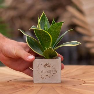 Een  Stenenpotje met Tekst "Veel geluk"met een Sansevieria plantje erin,, Kado-Tip, Sint-Tip, Kerstgeschenk, Collega,  15 cm - Ø7.5cm