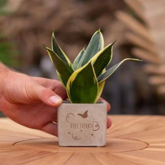 Een  Stenenpotje met Tekst " Veel sterkte"met een Sansevieria plantje erin,, Kado-Tip, Sint-Tip, Kerstgeschenk, Collega,  15 cm - Ø7.5cm