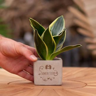 Een  Stenenpotje met Tekst "Samen sterk"met een Sansevieria plantje erin,, Kado-Tip, Sint-Tip, Kerstgeschenk, Collega,  15 cm - Ø7.5cm