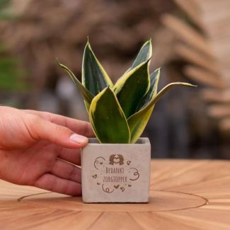 Een  Stenenpotje met Tekst "Bedankt zorgtopper"met een Sansevieria plantje erin,, Kado-Tip, Sint-Tip, Kerstgeschenk, Collega,  15 cm - Ø7.5cm