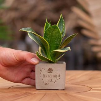 Een  Stenenpotje met Tekst "Een nieuwe stek"met een Sansevieria plantje erin,, Kado-Tip, Sint-Tip, Kerstgeschenk, Collega,  15 cm - Ø7.5cm