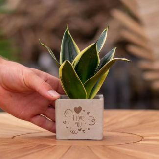 Een  Stenenpotje met Tekst " I love you"met een Sansevieria plantje erin,, Kado-Tip, Sint-Tip, Kerstgeschenk, Collega,  15 cm - Ø7.5cm
