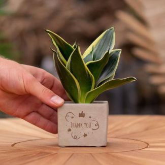 Een  Stenenpotje met Tekst "Thank you"met een Sansevieria plantje erin,, Kado-Tip, Sint-Tip, Kerstgeschenk, Collega,  15 cm - Ø7.5cm