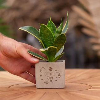 Een  Stenenpotje met Tekst "Get well soon"met een Sansevieria plantje erin,, Kado-Tip, Sint-Tip, Kerstgeschenk, Collega,  15 cm - Ø7.5cm
