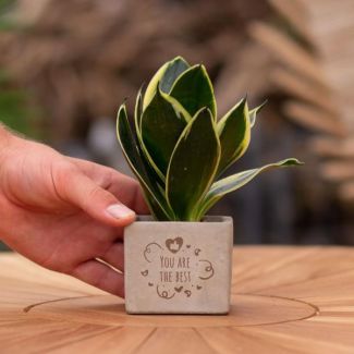 Een  Stenenpotje met Tekst "You are the best"met een Sansevieria plantje erin,, Kado-Tip, Sint-Tip, Kerstgeschenk, Collega,  15 cm - Ø7.5cm