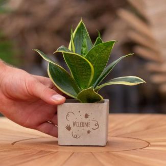 Een  Stenenpotje met Tekst "Welcome"met een Sansevieria plantje erin,, Kado-Tip, Sint-Tip, Kerstgeschenk, Collega,  15 cm - Ø7.5cm