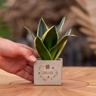Een  Stenenpotje met Tekst "Gute Besserung"met een Sansevieria plantje erin,, Kado-Tip, Sint-Tip, Kerstgeschenk, Collega,  15 cm - Ø7.5cm