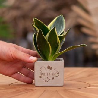 Een  Stenenpotje met Tekst "Happy birthday"met een Sansevieria plantje erin,, Kado-Tip, Sint-Tip, Kerstgeschenk, Collega,  15 cm - Ø7.5cm