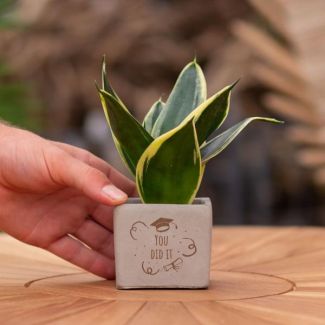 Een  Stenenpotje met Tekst "You did it"met een Sansevieria plantje erin,, Kado-Tip, Sint-Tip, Kerstgeschenk, Collega,  15 cm - Ø7.5cm