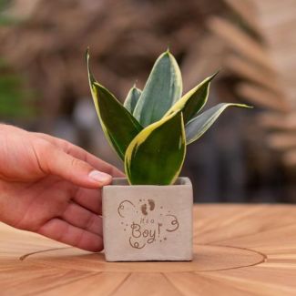 Een  Stenenpotje met Tekst "It s a boy"met een Sansevieria plantje erin,, Kado-Tip, Sint-Tip, Kerstgeschenk, Collega,  15 cm - Ø7.5cm