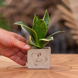 Een  Stenenpotje met Tekst " It s a girl"met een Sansevieria plantje erin,, Kado-Tip, Sint-Tip, Kerstgeschenk, Collega,  15 cm - Ø7.5cm